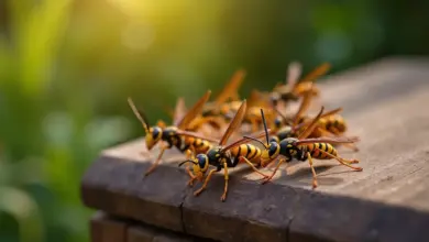 co odpuzuje vosy přírodní metody – Přírodní způsoby odpuzování vos: co opravdu funguje