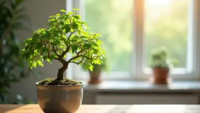 jak se starat o bonsai – Praktický průvodce péčí o bonsai: Jak na to krok za krokem