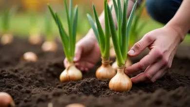sázení cibule na podzim nejlepší postup – Jak správně zasadit cibuli na podzim pro bohatou sklizeň