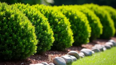Kdy stříhat buxus pro zdravý růst: průvodce správným termínem a péčí