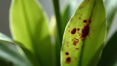 nemoci orchidejí fotografie a léčba – Jak poznat a léčit nemoci orchidejí podle fotografií