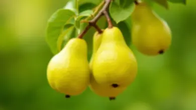 naši ovoce jak je pěstovat - Nashi ovoce: Jak pěstovat japonskou hrušeň krok za krokem