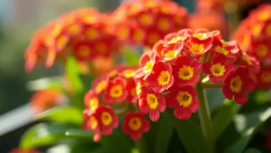 kalanchoe pěstování venku a péče – Jak pěstovat a pečovat o kalanchoe venku: praktický průvodce