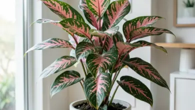 Aglaonema pěstování a péče o rostlinu - ilustrační foto