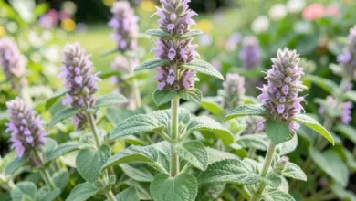 Dobromysl účinky na zdraví a využití - ilustrační foto