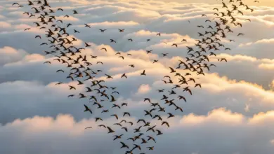 Migrace ptáků příčiny a období - ilustrační foto