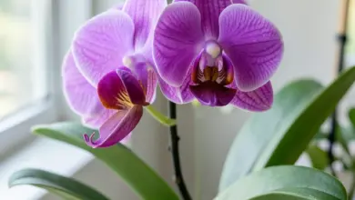 Orchidej phalaenopsis péče a pěstování - ilustrační foto