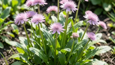 Astrantia major pěstování a péče - ilustrační foto