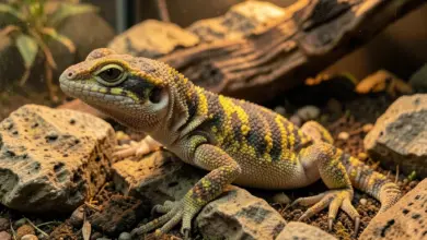 gekon madagaskarský chov a péče - Gekon madagaskarský - ilustrační foto