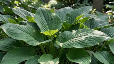 Hosta pěstování a péče o rostlinu - ilustrační foto