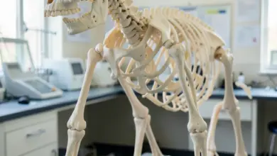 Kostra psa anatomie a zajímavosti - ilustrační foto