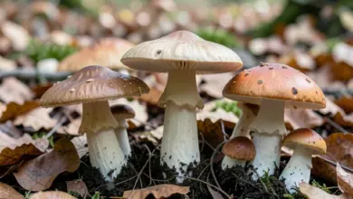 Otrava houbami příznaky a první pomoc - ilustrační foto
