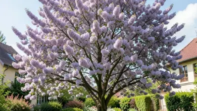 paulownia tomentosa pěstování a využití - Paulownia tomentosa - ilustrační foto