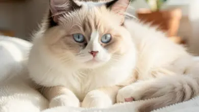 Ragdoll povaha a chov tohoto plemene - ilustrační foto