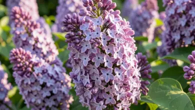 Syringa vulgaris pěstování a péče - ilustrační foto
