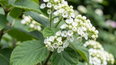 Viburnum rhytidophyllum péče a výsadba - ilustrační foto