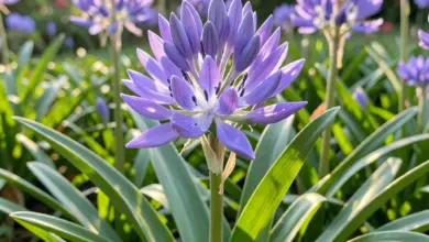 kalokvět agapanthus jak ho pěstovat - Kalokvět agapanthus - ilustrační foto