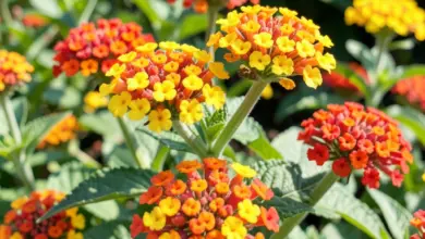 lantana kráska a léčivka jak ji pěstovat - Lantana kráska a léčivka - ilustrační foto