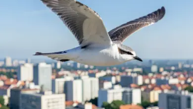 Rorýs obecný jeho biologie a chov - ilustrační foto