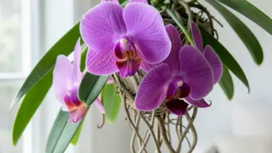 Vanda pěstování a péče o tuto orchidej - ilustrační foto