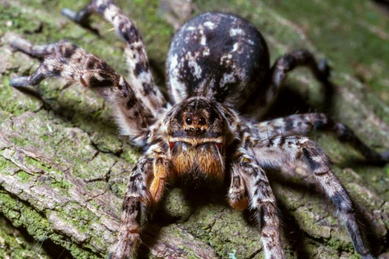 Velký pavouzek s chloupky na kůře stromu