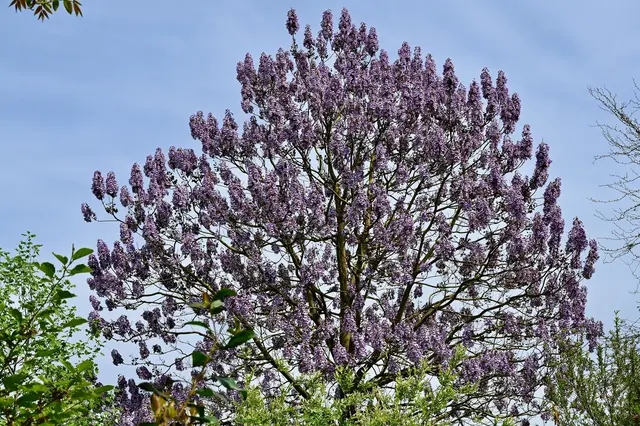 Paulownia tomentosa v květu s fialovými květy na modré obloze.