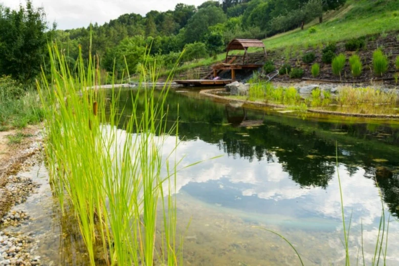 Přírodní biotop v zahradě s vodní plochou a trávami.