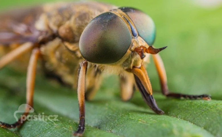Blízko detailní fotografie hmyzu ovád hovězí na listu.