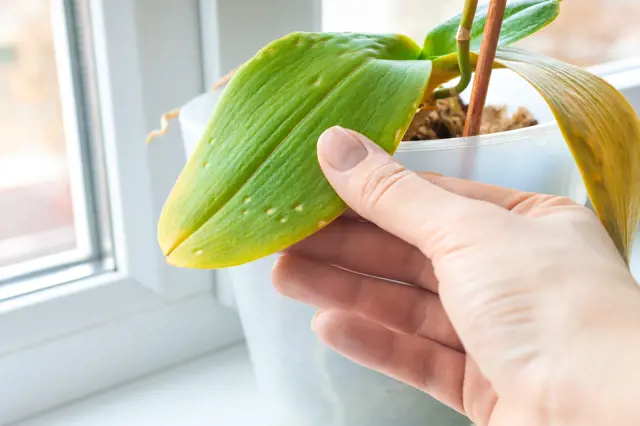 Zdravá ruka drží nemocnou listovou orchidej s skvrnami.
