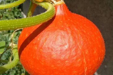 Oranžová dýně hokaido rostoucí na lodyze.