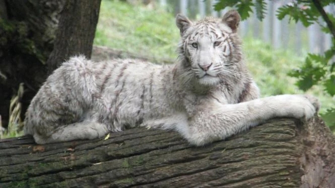 Mladý bílý tygr leží na kmeni v zoo.