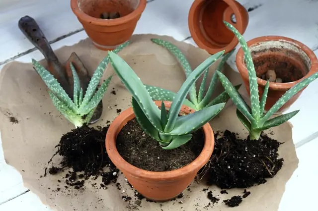 Rozmnožování aloe vera v hrncích s nástroji.