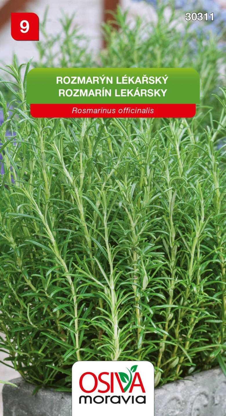 Rosemary plant