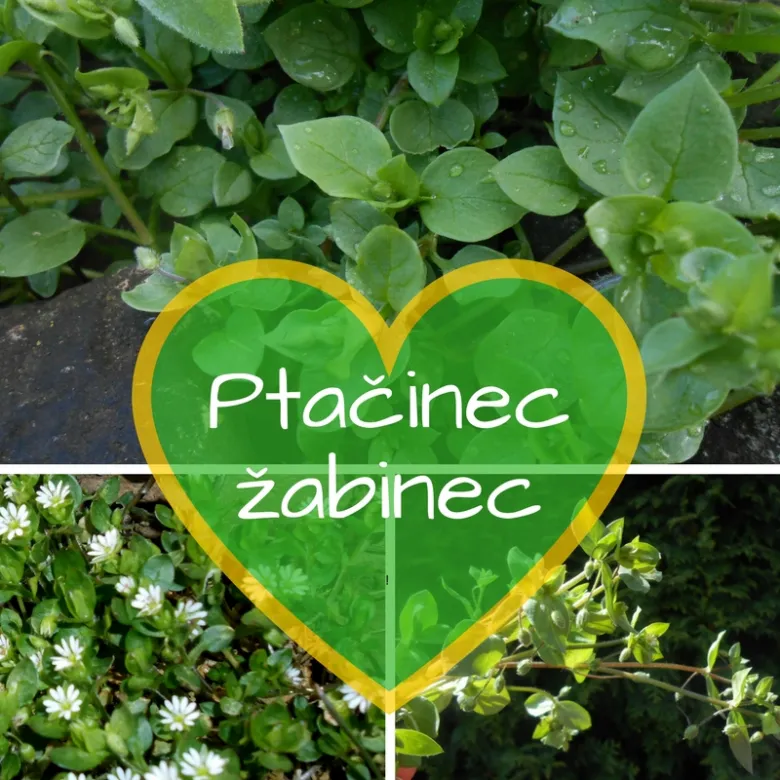 Rostlina ptačinec žabinec s listy a bílými květy.