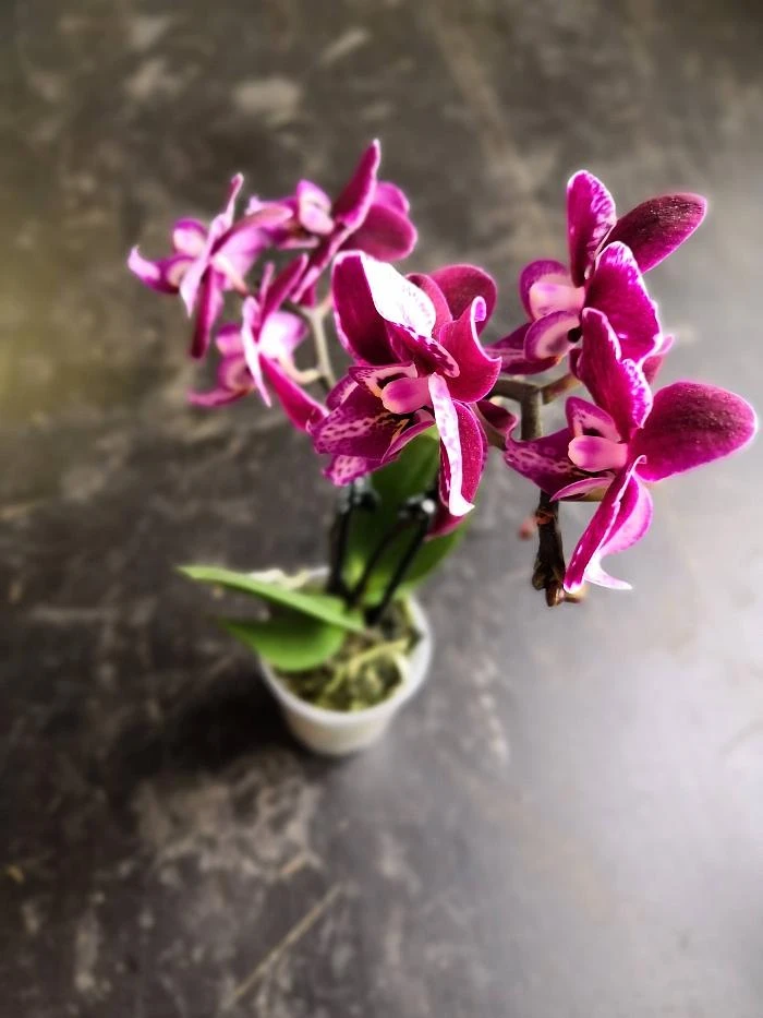Fialová orchidej phalaenopsis v květu s zelenými listy.