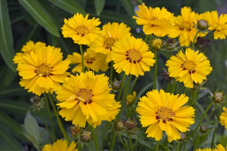 Žluté květy suchomilné trvalky coreopsis v zahradním prostředí.