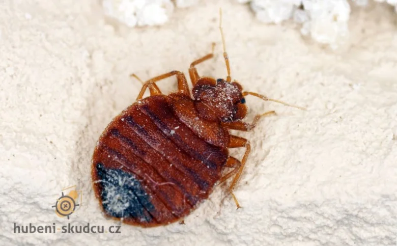 Štěnice na světlém povrchu, detailní záběr