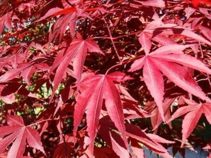 Jasné červené listy japonského javoru Acer palmatum na pozadí.