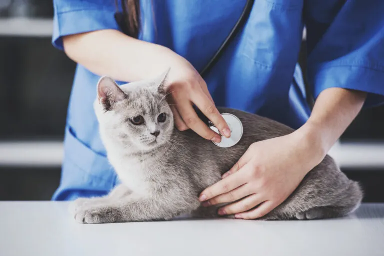 Veterinář zkoumá kočku pomocí stetoskopu