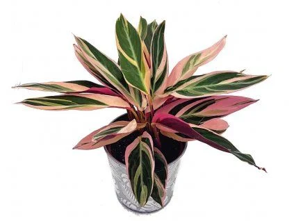 Květináč s rostlinou calatheea barevnými listy.
