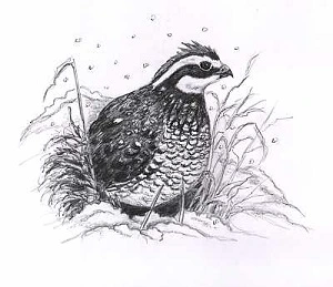 Ilustrace křepelky v zimním prostředí s padajícím sněhem.