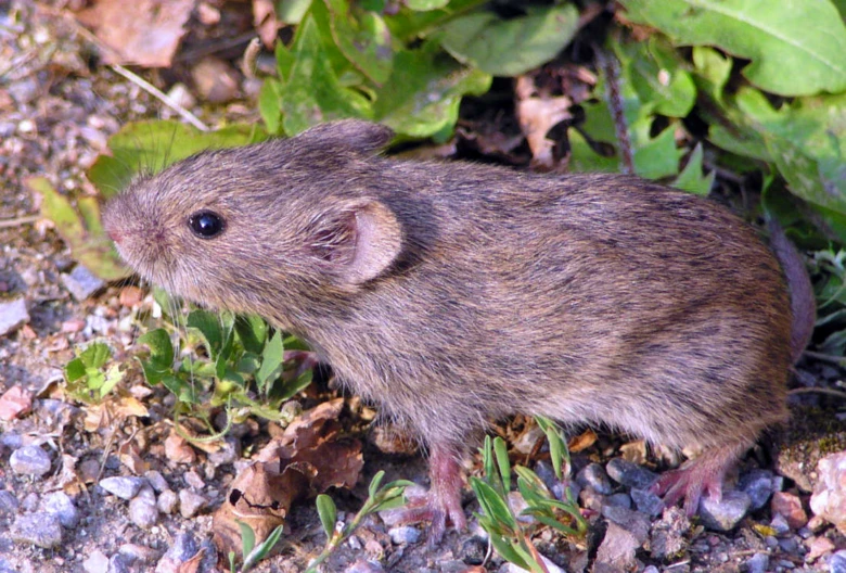 Polní potkan (Myodes glareolus) v přírodě.