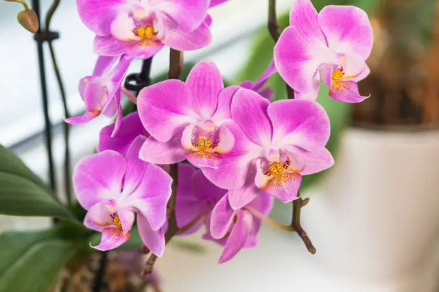 Růžové orchideje v květu na tmavém stonku.
