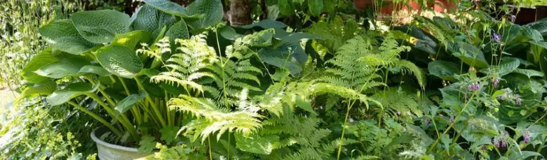Hosta rostou vedle paprskatky v zahradě.