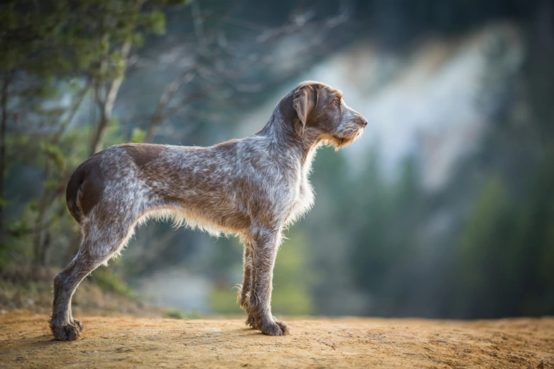 Italský spinone stojí v přírodě na zemi.