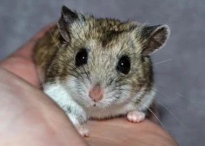 Malý křeček držený v ruce člověka.