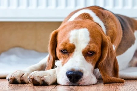 Psinka u psa: beagle leží na podlaze s příznaky kožního onemocnění.