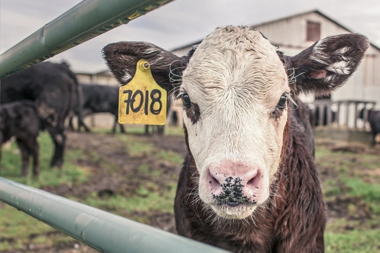 Mláďata skotu s ušními štítky na farmě