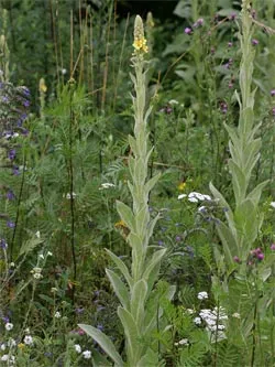 Mullein plant with flowers