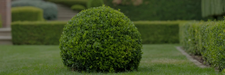 Zdravý kulovitý buxus v zahradě po řádném stříhání